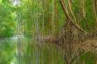 Caribbean-Trinidad Caroni Swamp scenic Art Print